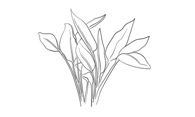 Strelitzia leavese set, continious line drawing. Exotic set branches outline. Vector illustration