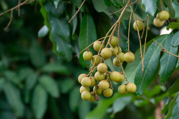 Cluster of fresh longan fruits hanging from tree branch with lush green foliage in tropical orchard...