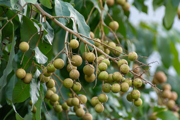 Cluster of fresh longan fruits hanging from tree branch with lush green foliage in tropical orchard...