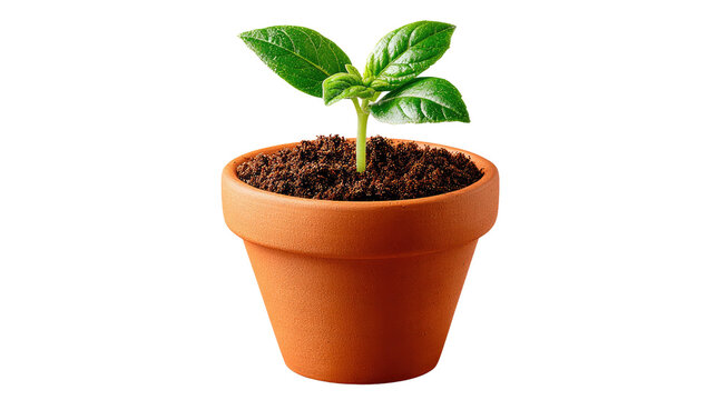 Sprout of Life: A young plant sprouts with vibrant green leaves in a terracotta pot, symbolizing growth, potential, and the beauty of nature.