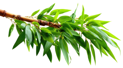 Bamboo Branch in Focus: A detailed shot of a vibrant bamboo branch, exhibiting a fusion of natural textures and hues.