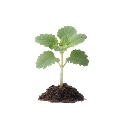 Young green plant emerging from soil, symbolizing growth and renewal on a white isolated background.