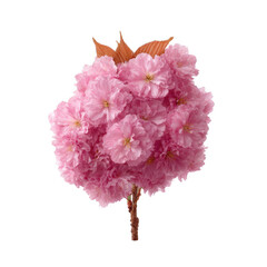 A beautiful bouquet of pink cherry blossoms, showcasing delicate petals with a vibrant hue, ideal for decoration or floral arrangements, isolated on a white background.