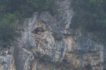 Egyptian Vulture (Neophron percnopterus) in its nest in a cliff cave in the Liendo Valley,...