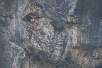 Egyptian Vulture (Neophron percnopterus) in its nest in a cliff cave in the Liendo Valley, Cantabria, Spain, Europe.