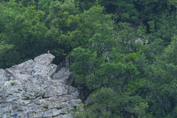 Common Buzzard (Buteo buteo) perched on a rock. Liendo Valley, Cantabria, Spain. Europe.