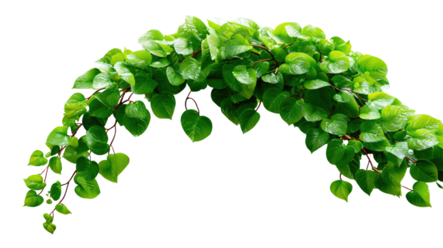 Nature's Lush Arc: A vibrant, healthy vine, adorned with fresh, heart-shaped leaves, gracefully arcs against a bright backdrop, exemplifying the organic elegance of the natural world.