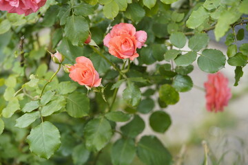 quantum valentine roses on different scales and close-ups