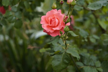 quantum valentine roses on different scales and close-ups