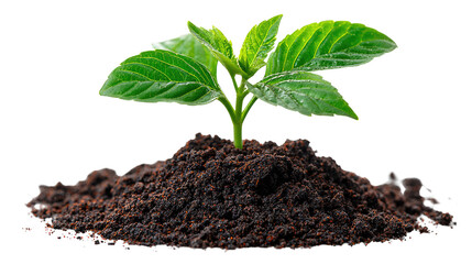 New Beginning: A young, vibrant plant emerges from the rich, dark soil, symbolizing growth, renewal, and the nurturing power of nature.