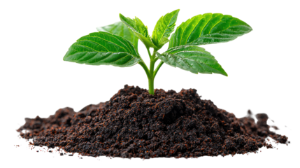 New Beginning: A young, vibrant plant emerges from the rich, dark soil, symbolizing growth, renewal, and the nurturing power of nature.