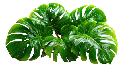 Monstera Plant Detail: A close-up shot of a vibrant Monstera plant, with its signature split leaves, radiating freshness and tropical beauty.
