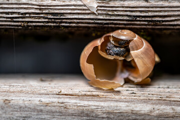 Snail shell broken on the wooden balcony, Schneckenhaus gebrochen auf dem Holzbalkon