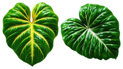 Two Vibrant Leaves: The beauty of nature with the image of two textured heart-shaped leaves exhibiting striking colors and intricate veining against an simple and eye-pleasing background. 