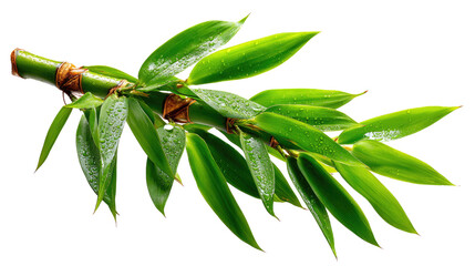 Bamboo Branch's Beauty: A vivid image of a fresh bamboo branch with lush, green leaves, embodying nature's elegance and tranquility.