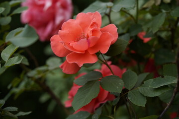 quantum valentine roses on different scales and close-ups