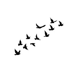 Elegant vector silhouettes of a bird flock in flight, set against a white background. Perfect for tattoos, logos, or nature-themed artwork, symbolizing freedom and grace.