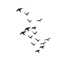 Stylized vector silhouettes of a bird flock in flight over a white background. Perfect for tattoos, logos, and nature-themed artwork, symbolizing elegance and freedom.