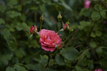 quantum valentine roses on different scales and close-ups