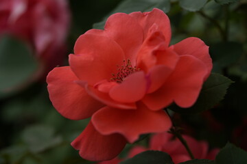 quantum valentine roses on different scales and close-ups