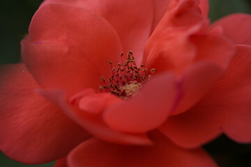 quantum valentine roses on different scales and close-ups