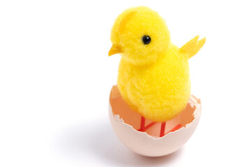Easter yellow chicken in egg shell isolated on white background.