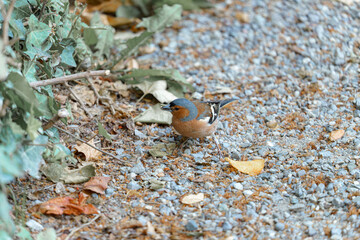 Small bird foraging on gravel path surrounded by autumn leaves during a sunny afternoon