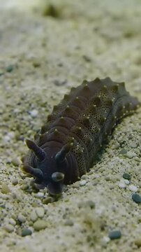 Sea Cucumber Crawling Sandy Seabed.