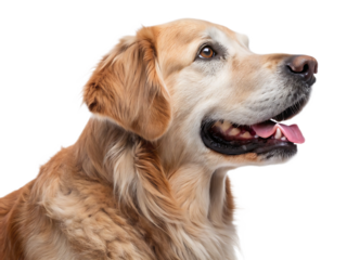Golden retriever with mouth open and tongue out isolated on a black background looking right