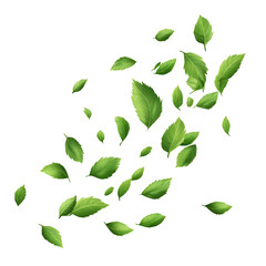 Realistic green leaves falling mid-air, scattered, isolated on transparent background.