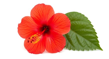 Obraz premium Vibrant Red Hibiscus Flower with Green Leaf Isolated on a Pure White Background
