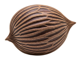 Close up of a brown palm seed with detailed texture for botanical reference use on transparent background
