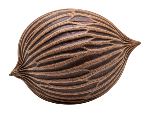 Close up of a brown palm seed with detailed texture for botanical reference use on transparent background