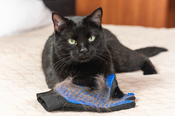 Shedding in animals, black cat lying with a glove for combing out shedding hair