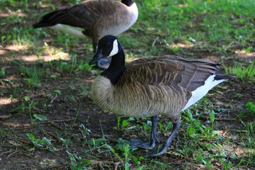 Canada goose（カナダ雁）
