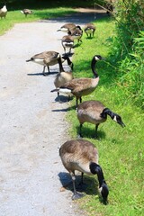 Canada goose（カナダ雁）