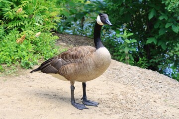 Canada goose（カナダ雁）