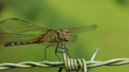 dragonfly close up