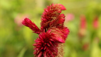red and yellow flower