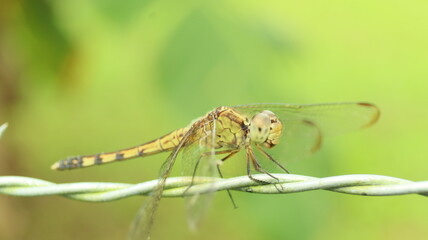 dragonfly on a leaf