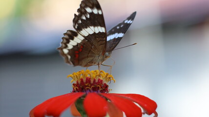 butterfly on flower