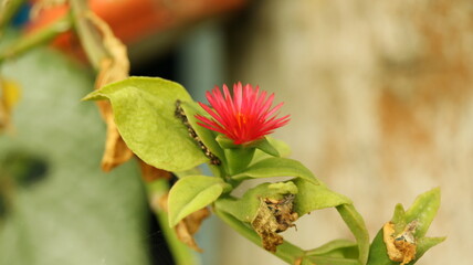 red and yellow flowers