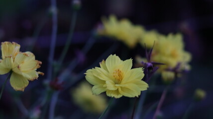 bee on yellow flower