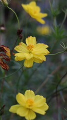 bee on yellow flower