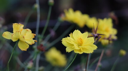 bee on yellow flower