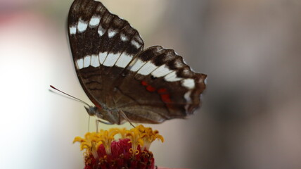 butterfly on a flower