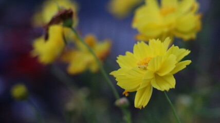 yellow autumn leaves