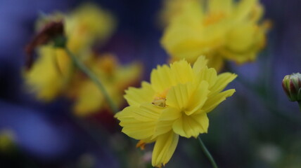 yellow flowers