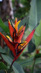 butterfly on a flower