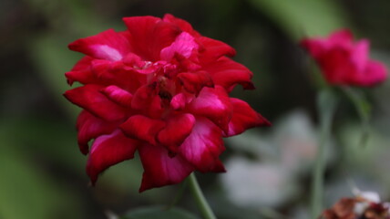 red flower in the garden